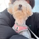 세븐일레븐평창점 | [평창] 평창 바위공원 무료 차박 캠핑장 화장실 깔끔한 노지 추천 애견동반가능 강아지랑 캠핑 재방문...