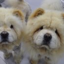 더힐동물의료센터 이미지