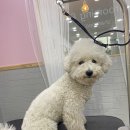 향동애견미용 이미지