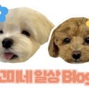 오월의 동물병원 이미지