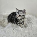 수원고양이분양 드림캣 안심분양센터 이미지