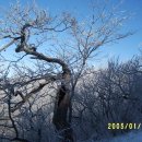 소백산 겨울산행기(2005) 이미지