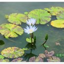 연꽃단지 이미지