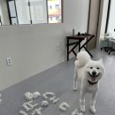 댕댕박사 이미지
