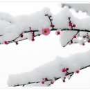 대광리 Daum카페