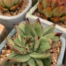 부용슈퍼 이미지