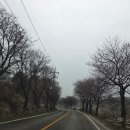 축산농협 조치원지점 | 세종 고복저수지 벚꽃 실시간 26.4.1., 조치원 벚꽃 축제, 이번주 주말 개화 예상, 기름값 이슈