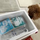 저단26 | 강아지 신장화식 <도거박스> 샘플팩후기