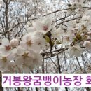 봉도농장 네이버블로그