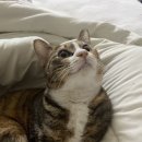 네일바이린 이미지