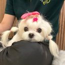 뽀송뽀송펫뷰티 이미지