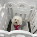 모들펫살롱 이미지