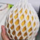 진안 인삼재배 문화 | 연천고려인삼축제 가수 공연 체험행사 기본정보 후기