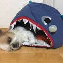 몬니 이미지