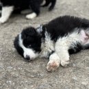 일명농장 이미지