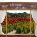 천일홍축제 이미지