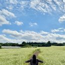 대흘리에 | 제주도 조천 가볼만한 곳 가을명소 대흘리 메밀밭