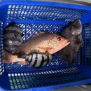 오즈실내바다 낚시터 이미지