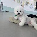 퍼피댕글 이미지