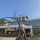 목천대로 | 천안 목천 대형카페 찾는다면 여기! 까치카페 실제 방문 후기