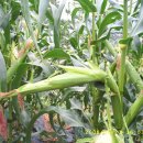 대학찰옥수수 이미지