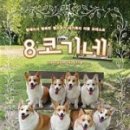 8코기네 이미지