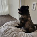 플라이봉 이미지