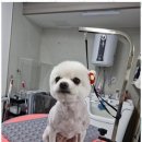 The빛나개 이미지