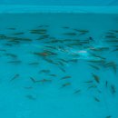 싱싱한마켓 이미지