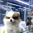 부산강아지분양 드림독 안심분양센터 부산점 이미지