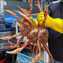 GS25동림푸른마을점 | 속초 맛집 동명항대게마을 킹크랩 살수 최고였어