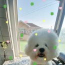 영종독 반려견 호텔, 유치원 이미지