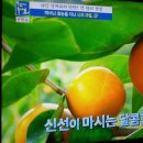 해독에 감/혈관은홍시,호흡기는곶감,대장은 단감/a persimmon of detoxification/기치유센터 이미지