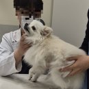 강일웅동물메디컬센터 네이버블로그