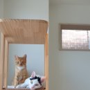 고양이 미용&호텔 뽀냥 이미지