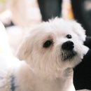 3/21 입양페스타 photo by @hello_____haru님 이미지