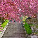 경남 봄 꽃구경 가볼만한 곳 봄꽃 여행지 10 이미지