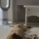 아기강아지 이미지