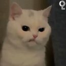 굿모닝서울