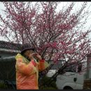 마음은 소녀 이미지