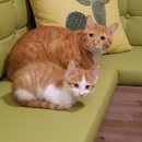 별이와콩이 이미지