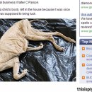 고양이 목욕탕 이미지