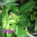 그라비올라 이미지