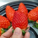 모전리 총각정육백화점&amp;로컬푸드 이미지