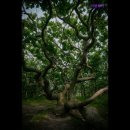 이렌트카 이미지