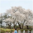한글비근린공원 | 대전 벚꽃 명소 판암근린공원 개화 현황