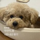 두산이네 애견샵 | [구월/주안/관교] 강아지 미용 / 애견미용 / 애견목욕 내돈내산 후기