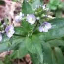 찬물샘약수터 이미지