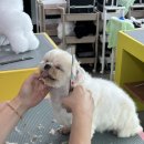 애견미용 이미지