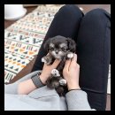 유앤미펫 강아지분양 고양이분양 용인점 이미지